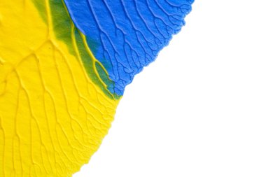 Beyaz kağıda akrilik renkler çizdim ve kağıdı karıştırılmış akrilik renklerin dokusunu oluşturan rorschach mürekkep lekesine benzer şekilde katladım..