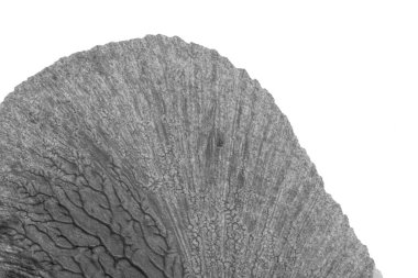 beyaz kağıt arkaplan üzerinde siyah beyaz soyut akrilik boya renk dokusu rorschach mürekkep lekesi yöntemi kullanarak