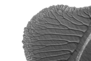 beyaz kağıt arkaplan üzerinde siyah beyaz soyut akrilik boya renk dokusu rorschach mürekkep lekesi yöntemi kullanarak