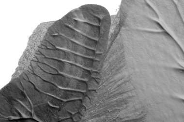 beyaz kağıt arkaplan üzerinde siyah beyaz soyut akrilik boya renk dokusu rorschach mürekkep lekesi yöntemi kullanarak