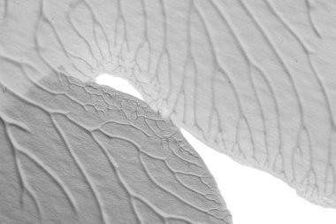 beyaz kağıt arkaplan üzerinde siyah beyaz soyut akrilik boya renk dokusu rorschach mürekkep lekesi yöntemi kullanarak