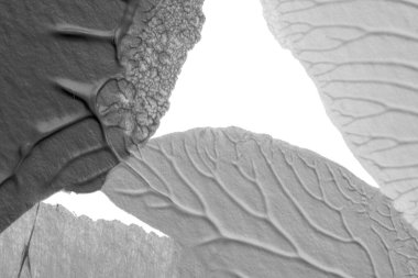 beyaz kağıt arkaplan üzerinde siyah beyaz soyut akrilik boya renk dokusu rorschach mürekkep lekesi yöntemi kullanarak