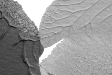 beyaz kağıt arkaplan üzerinde siyah beyaz soyut akrilik boya renk dokusu rorschach mürekkep lekesi yöntemi kullanarak