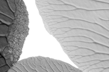 beyaz kağıt arkaplan üzerinde siyah beyaz soyut akrilik boya renk dokusu rorschach mürekkep lekesi yöntemi kullanarak