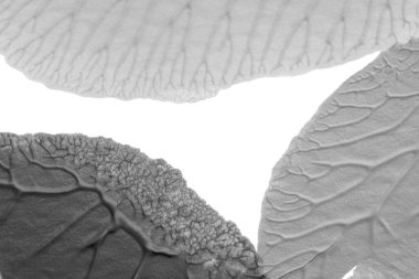 beyaz kağıt arkaplan üzerinde siyah beyaz soyut akrilik boya renk dokusu rorschach mürekkep lekesi yöntemi kullanarak