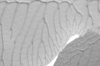 beyaz kağıt arkaplan üzerinde siyah beyaz soyut akrilik boya renk dokusu rorschach mürekkep lekesi yöntemi kullanarak