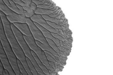 beyaz kağıt arkaplan üzerinde siyah beyaz soyut akrilik boya renk dokusu rorschach mürekkep lekesi yöntemi kullanarak