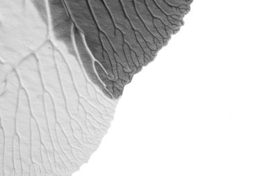 beyaz kağıt arkaplan üzerinde siyah beyaz soyut akrilik boya renk dokusu rorschach mürekkep lekesi yöntemi kullanarak