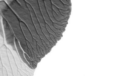 beyaz kağıt arkaplan üzerinde siyah beyaz soyut akrilik boya renk dokusu rorschach mürekkep lekesi yöntemi kullanarak