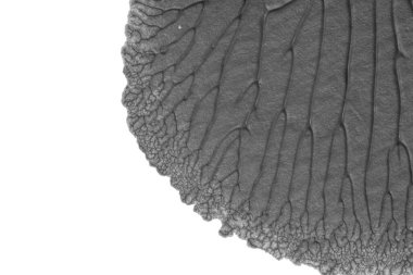 beyaz kağıt arkaplan üzerinde siyah beyaz soyut akrilik boya renk dokusu rorschach mürekkep lekesi yöntemi kullanarak