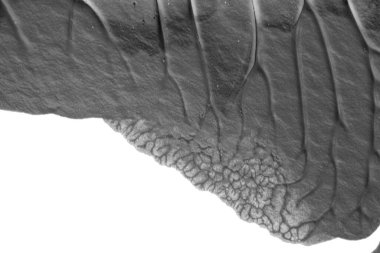 beyaz kağıt arkaplan üzerinde siyah beyaz soyut akrilik boya renk dokusu rorschach mürekkep lekesi yöntemi kullanarak