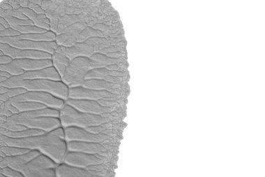 beyaz kağıt arkaplan üzerinde siyah beyaz soyut akrilik boya renk dokusu rorschach mürekkep lekesi yöntemi kullanarak