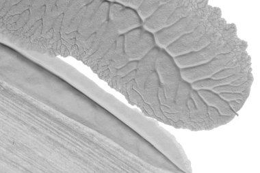 beyaz kağıt arkaplan üzerinde siyah beyaz soyut akrilik boya renk dokusu rorschach mürekkep lekesi yöntemi kullanarak