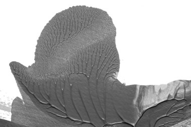 beyaz kağıt arkaplan üzerinde siyah beyaz soyut akrilik boya renk dokusu rorschach mürekkep lekesi yöntemi kullanarak