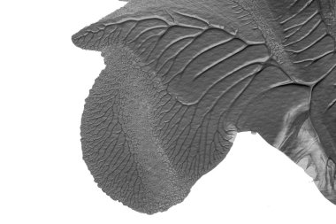 beyaz kağıt arkaplan üzerinde siyah beyaz soyut akrilik boya renk dokusu rorschach mürekkep lekesi yöntemi kullanarak