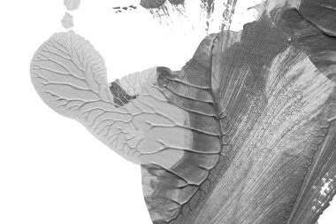 beyaz kağıt arkaplan üzerinde siyah beyaz soyut akrilik boya renk dokusu rorschach mürekkep lekesi yöntemi kullanarak