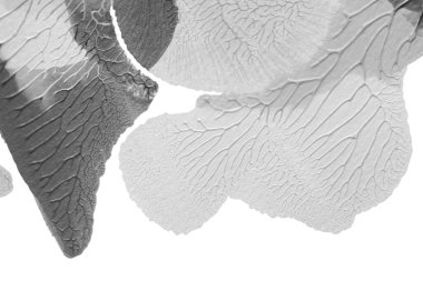 beyaz kağıt arkaplan üzerinde siyah beyaz soyut akrilik boya renk dokusu rorschach mürekkep lekesi yöntemi kullanarak