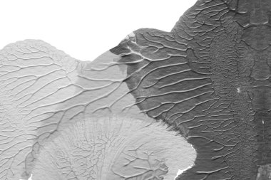 beyaz kağıt arkaplan üzerinde siyah beyaz soyut akrilik boya renk dokusu rorschach mürekkep lekesi yöntemi kullanarak