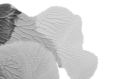 beyaz kağıt arkaplan üzerinde siyah beyaz soyut akrilik boya renk dokusu rorschach mürekkep lekesi yöntemi kullanarak