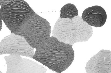 beyaz kağıt arkaplan üzerinde siyah beyaz soyut akrilik boya renk dokusu rorschach mürekkep lekesi yöntemi kullanarak