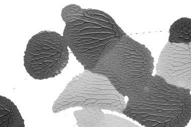 beyaz kağıt arkaplan üzerinde siyah beyaz soyut akrilik boya renk dokusu rorschach mürekkep lekesi yöntemi kullanarak