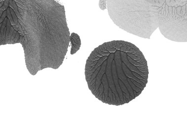 beyaz kağıt arkaplan üzerinde siyah beyaz soyut akrilik boya renk dokusu rorschach mürekkep lekesi yöntemi kullanarak