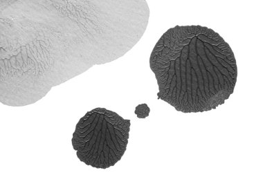 beyaz kağıt arkaplan üzerinde siyah beyaz soyut akrilik boya renk dokusu rorschach mürekkep lekesi yöntemi kullanarak