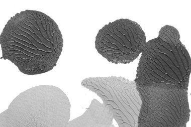 beyaz kağıt arkaplan üzerinde siyah beyaz soyut akrilik boya renk dokusu rorschach mürekkep lekesi yöntemi kullanarak