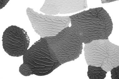 beyaz kağıt arkaplan üzerinde siyah beyaz soyut akrilik boya renk dokusu rorschach mürekkep lekesi yöntemi kullanarak