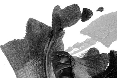 Beyaz kağıda akrilik renkler çizdim ve kağıdı karıştırılmış akrilik renklerin dokusunu oluşturan rorschach mürekkep lekesine benzer şekilde katladım..