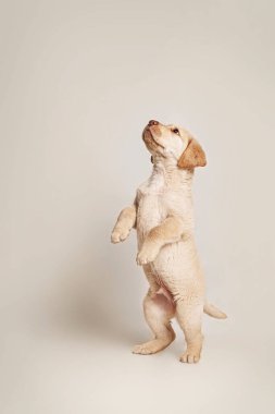 Yavru köpek dik dik bakıyor. Reklam için stüdyo çekimi. Beyaz arka plan. Sarı labrador.