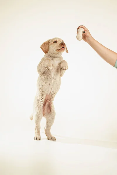 Puppy dog jumping and standing. Studio shot for advertising. White background. Yellow labrador.