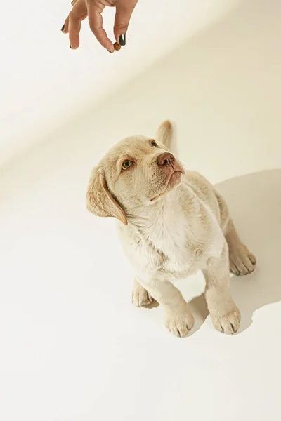Puppy dog looking up for food. Studio shot for advertising. White background. Yellow labrador.