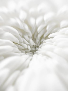 Beyaz çiçek yaprakları, yumuşak pastel arka planda makro bitki çiçekleri. Bulanık seçici odaklanma. Tarafsız renkte desen.