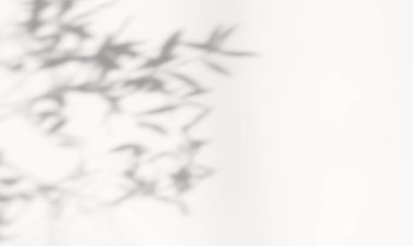 Duvara düşen doğal yaprak dalının soyut gölgesi beyaz arka plan. Sabah güneşinde şeffaf bulanık gölge yaprağı.