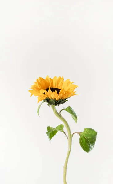 Blooming sunflower with yellow petals on white background. Minimalism flower vertical orientation.