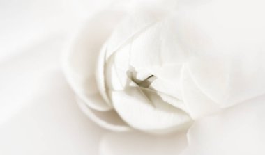 Beyaz gül yaprakları, yumuşak pastel arka planda makro bitki çiçekleri. Bulanık seçici odaklanma. Tarafsız renkte desen.