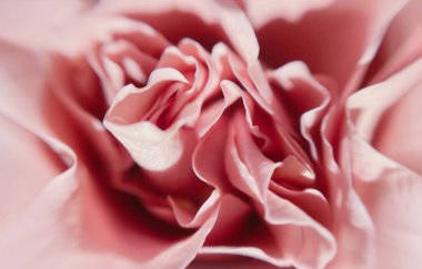 Pembe gül yaprakları, yumuşak pastel arka planda makro çiçek. Bulanık seçici odaklanma. Tarafsız renkte desen.