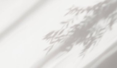 Duvara düşen doğal yaprak dalının soyut gölgesi beyaz arka plan. Sabah güneşinde şeffaf bulanık gölge yaprağı. Metin için alanı kopyala.