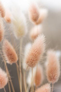 Kuru pofuduk tavşan kuyruğu, tarafsız bej arka planda çimenleri takip eder. Tan pon pon bitkisi bitkisi. Soyut çiçek kartı. Poster. Seçili bulanık odak.
