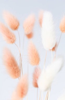 Kuru tüylü tavşan arka planda çimenleri takip ediyor. Tan pon pon bitkisi bitkisi. Soyut çiçek kartı. Poster. Seçili bulanık odak.