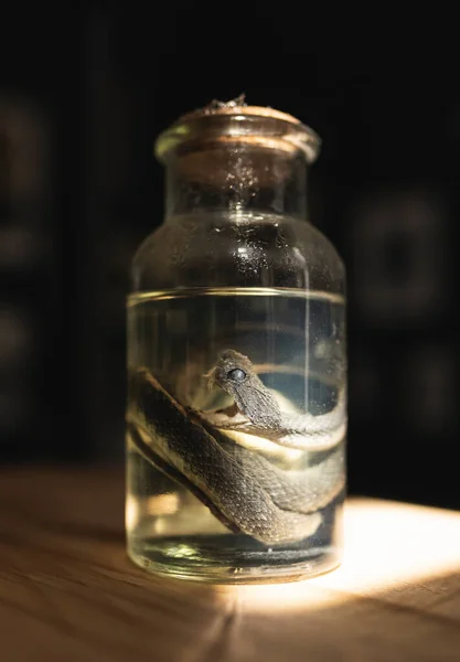 Espécime Serpente Preservado Solução Formaldeído Sobre Fundo Escuro Frasco Vidro — Fotografia de Stock