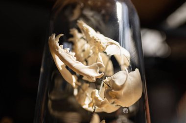 Arka planda cam bir kavanozda hayvan kafatası. Ruhani, mistik okült tarzı. Alıştırma ve büyücülük ayini. Cadılar Bayramı konsepti.