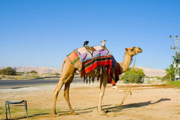 ??????? ??????. ???????