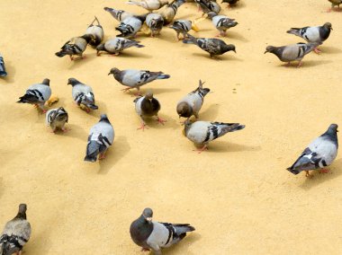 Güvercinler ekmek yemek kum üzerinde