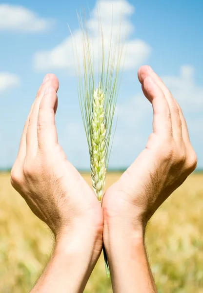 Hands with corn above wheat field Royalty Free Stock Images