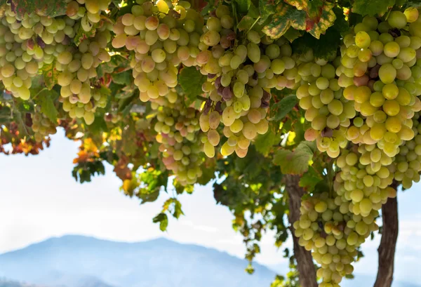 Raisins frais dans un buisson dans la vue sur la montagne — Photo