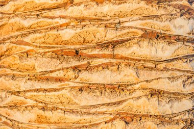 tafsilât-in palmiye ağaç gövdesi