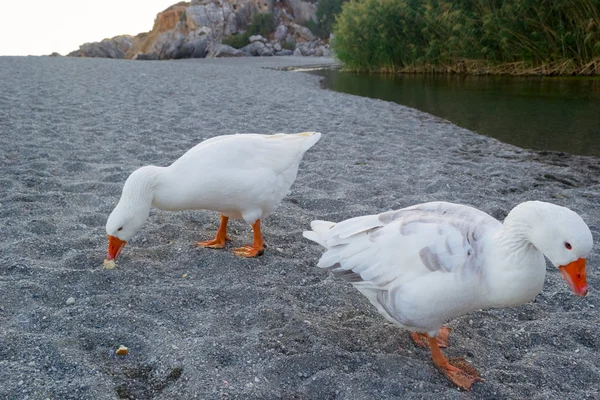 Twee ganzen op zoek naar voedsel — Stockfoto