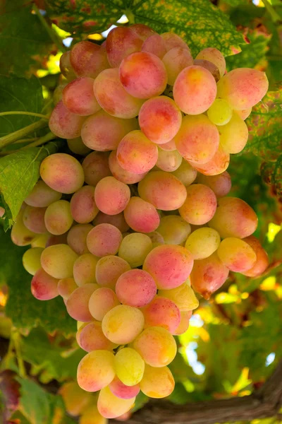 Uvas vermelhas e verdes na vinha — Fotografia de Stock